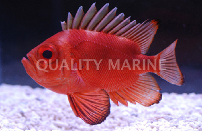 Bigeye Catalufa Soldierfish