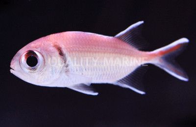 Black Bar Soldierfish :: 30503
