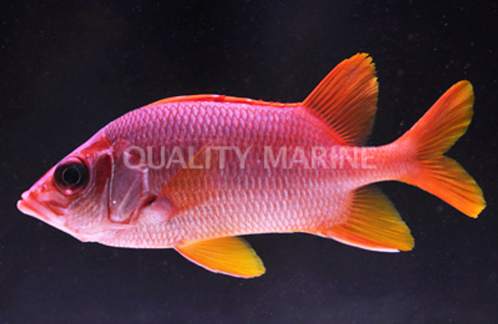 Sabre Squirrelfish