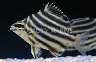 Common Stripey
