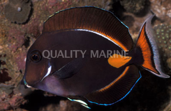 Achilles Tang, Adult