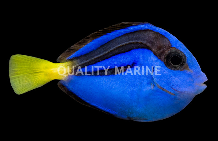 Yellow Belly Blue Tang, Juvenile