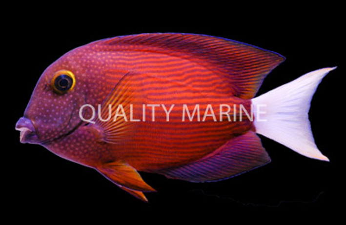 Whitetail Bristletooth Tang