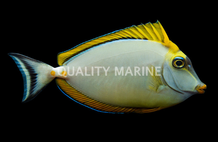 Blonde Naso Tang