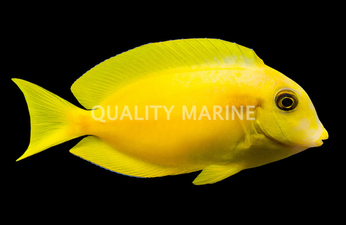 Orange Shoulder Tang, Juvenile