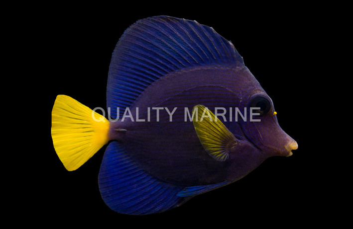 Purple Tang