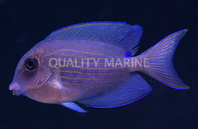 Orange Stripe Bristletooth Tang, Juvenile :: 31543