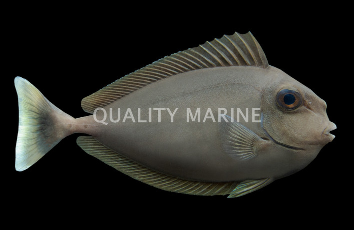 Spotted Unicorn Tang