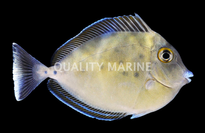 Bluespine Unicorn Tang, Juvenile