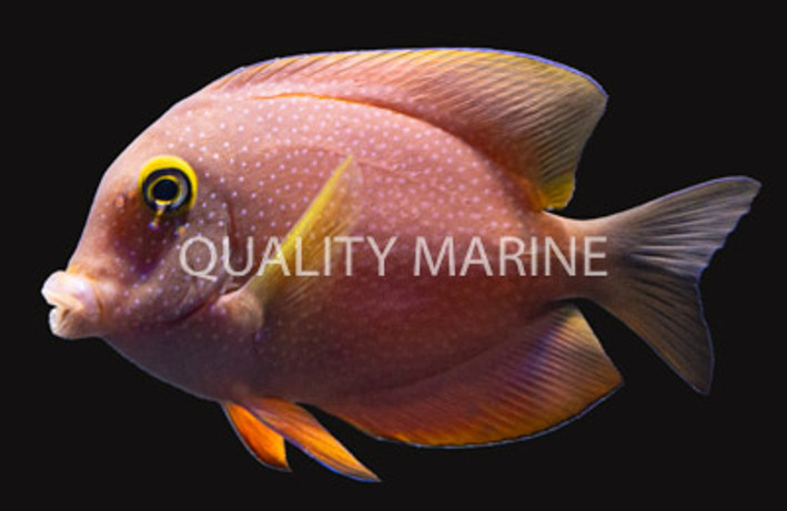Indian Gold Ring Bristletooth Tang