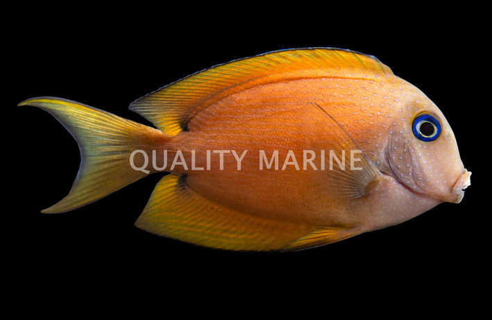 Two Spot Bristletooth Tang