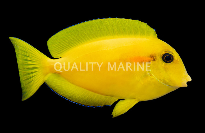 Orange Shoulder Tang, Sub Adult
