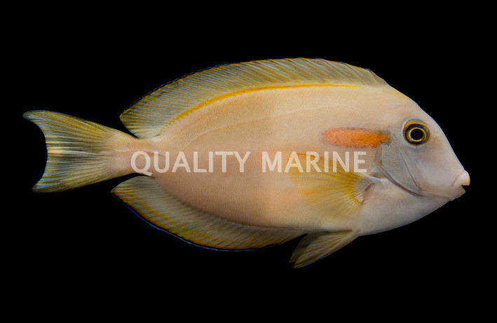 Orange Shoulder Tang, Sub Adult