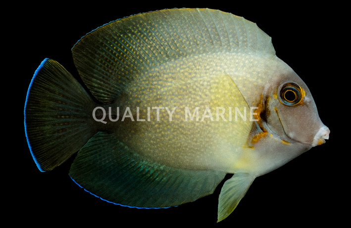 Mimic Half Black Tang