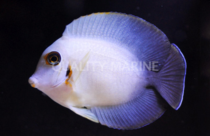 Mimic Half Black Tang