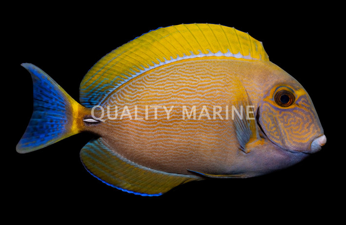 Dussumier Tang