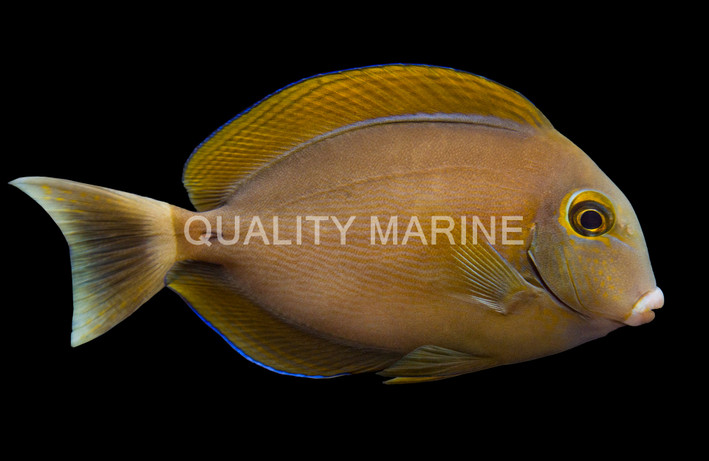 Black Spot Tang