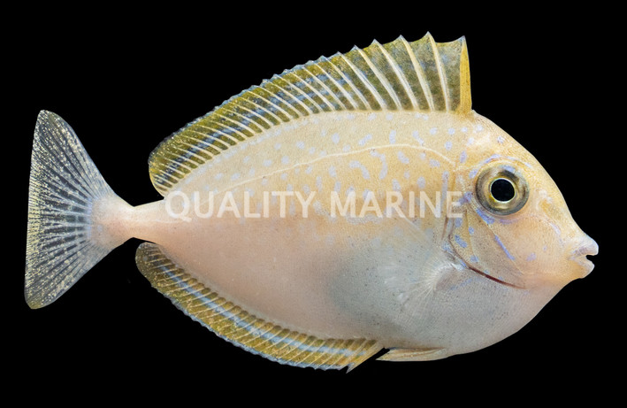 Vlamingii Naso Tang, Sub Adult