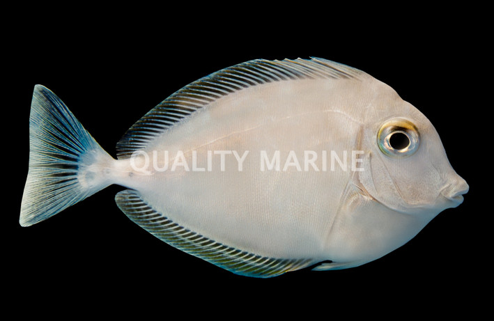 Sleek Unicorn Tang