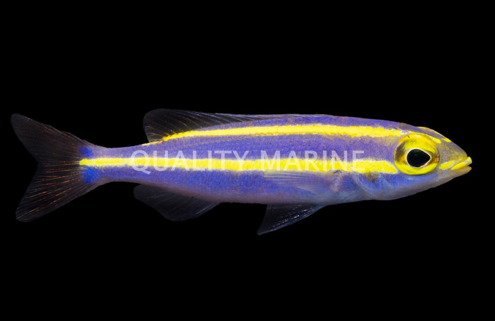 Yellow Stripe Whiptail