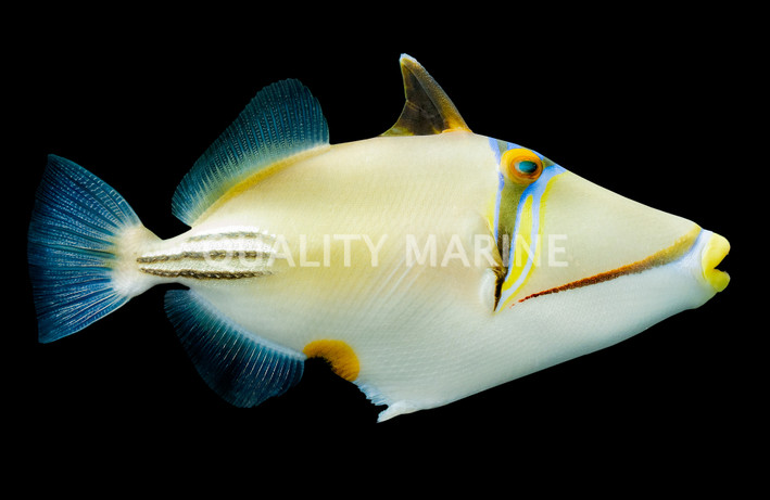Assasi Triggerfish
