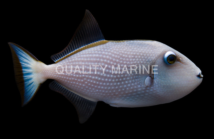 Blue Throat Triggerfish, Female