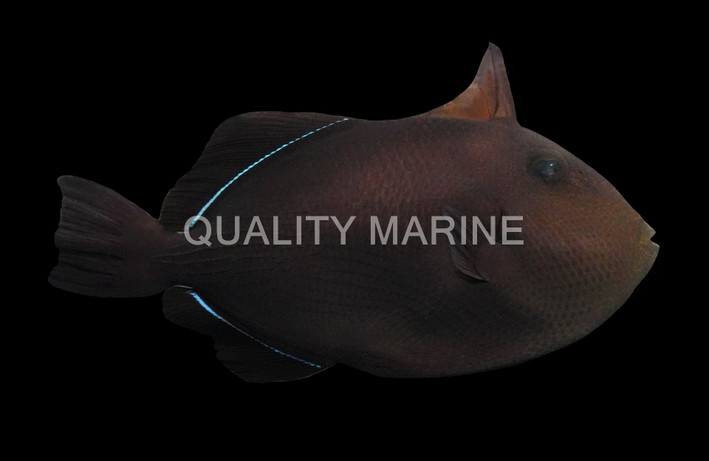 Black Triggerfish