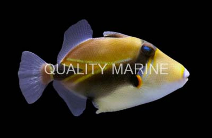 Humu RecTangle Triggerfish