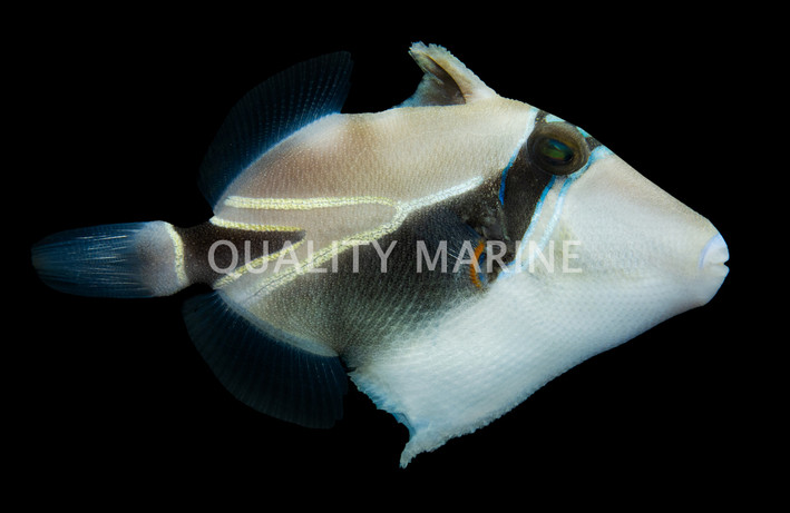 Humu RecTangle Triggerfish