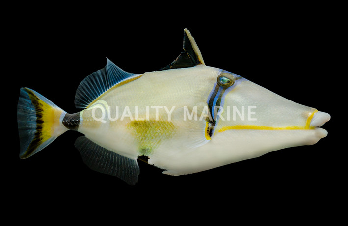 Lunula Triggerfish