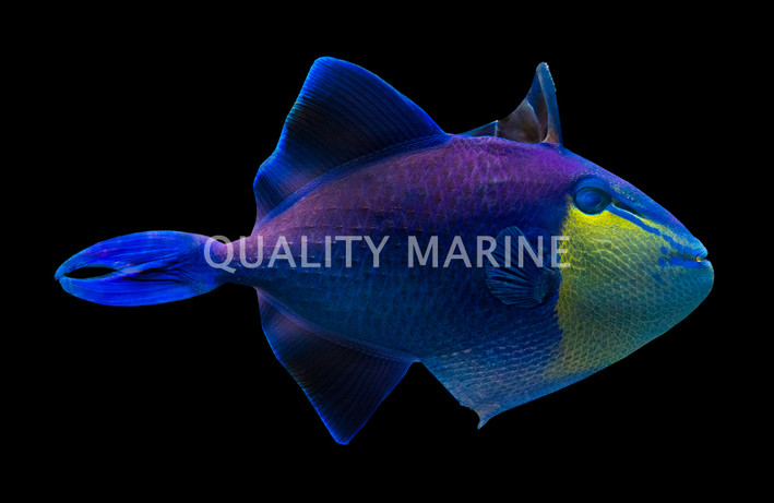 Red Toothed Triggerfish