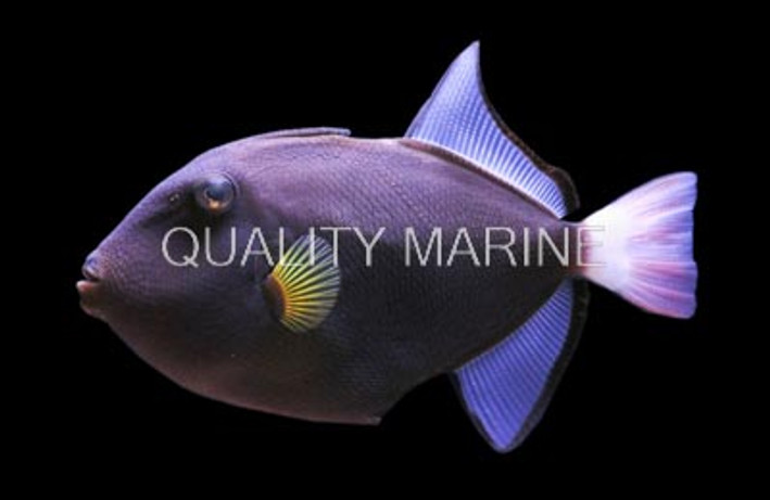 Pinktail Triggerfish