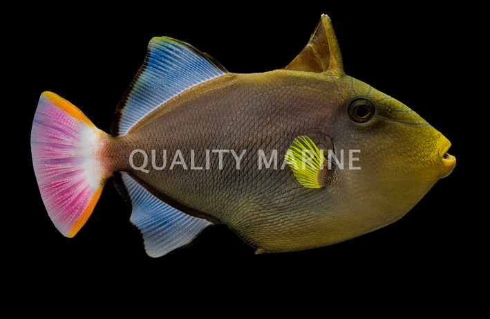 Pinktail Triggerfish