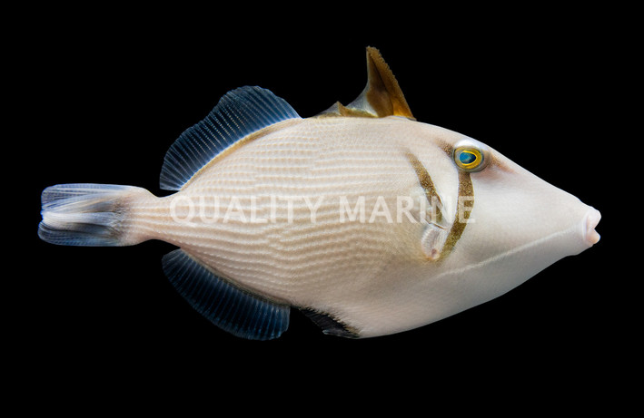 Boomerang Triggerfish