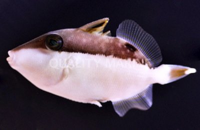 Halfmoon Triggerfish