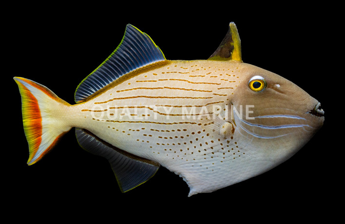 Striped Triggerfish