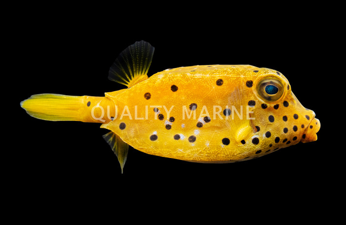 Yellow Boxfish