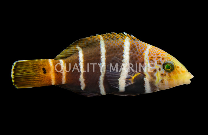 Barred Thicklip Wrasse