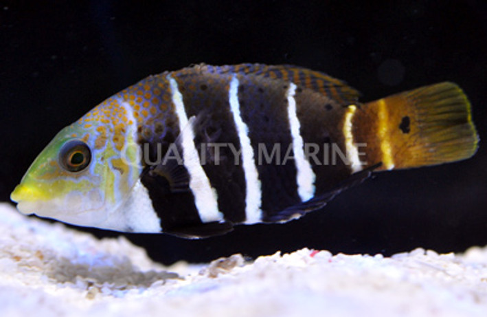 Barred Thicklip Wrasse