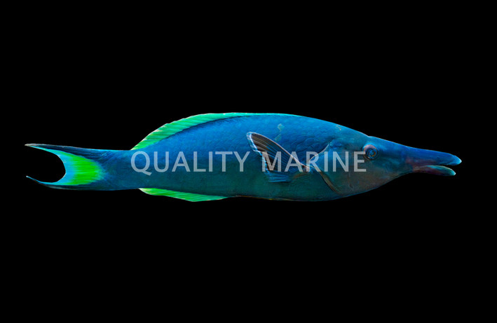Green Birdmouth Wrasse, Male