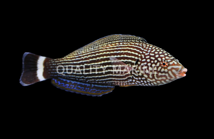 Lined Tamarin Wrasse