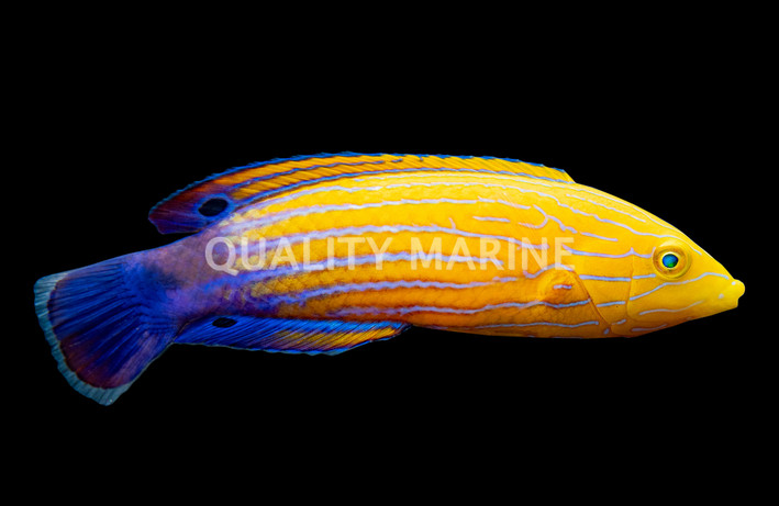 Blue Striped Tamarin Wrasse 