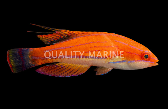 Carpenter's Flasher Wrasse