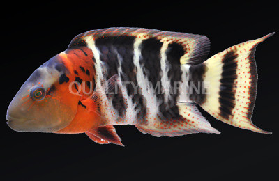 Red Breasted Maori Wrasse