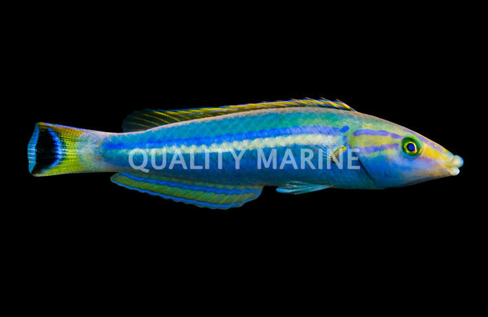Sidespot Wrasse, Male