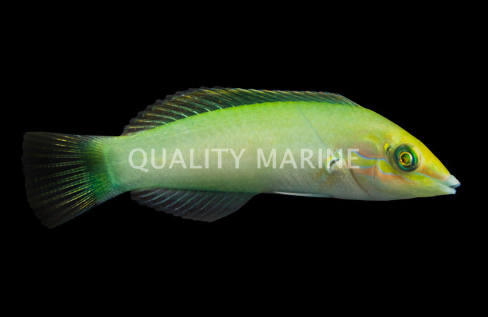 Green Wrasse