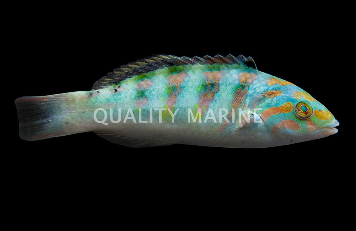 Hardwicke Wrasse