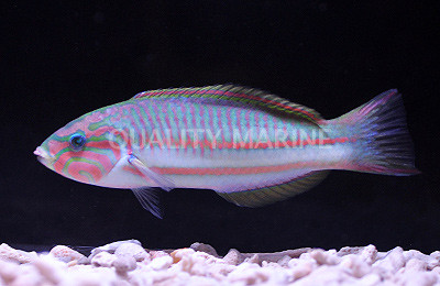 Klunzinger's Wrasse