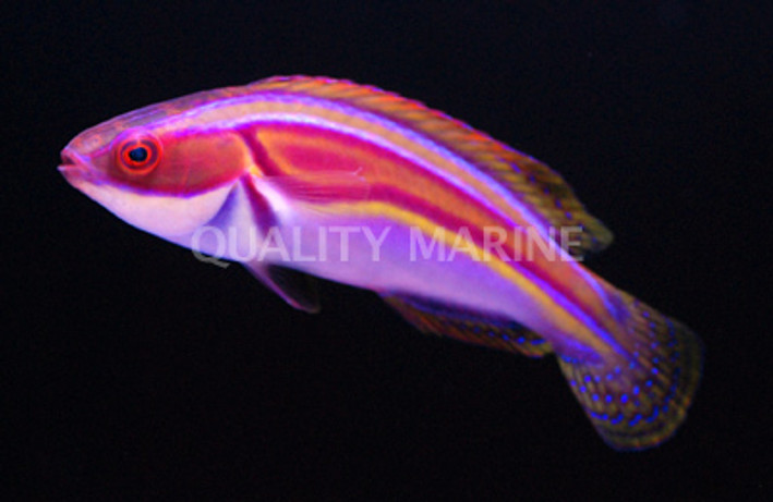 Laboute's Fairy Wrasse