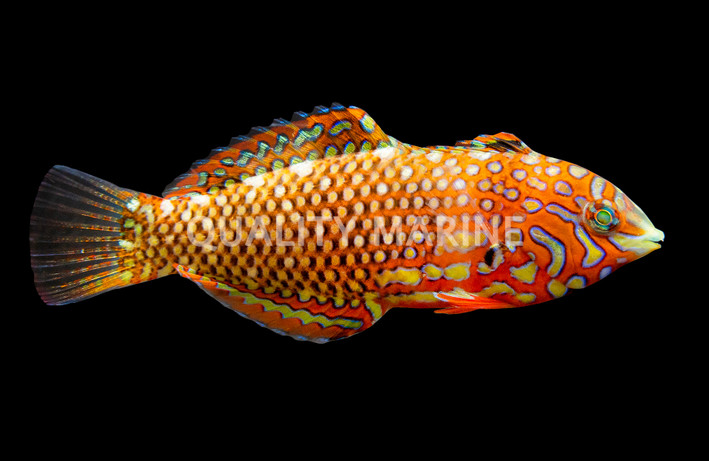 Ornate Leopard Wrasse